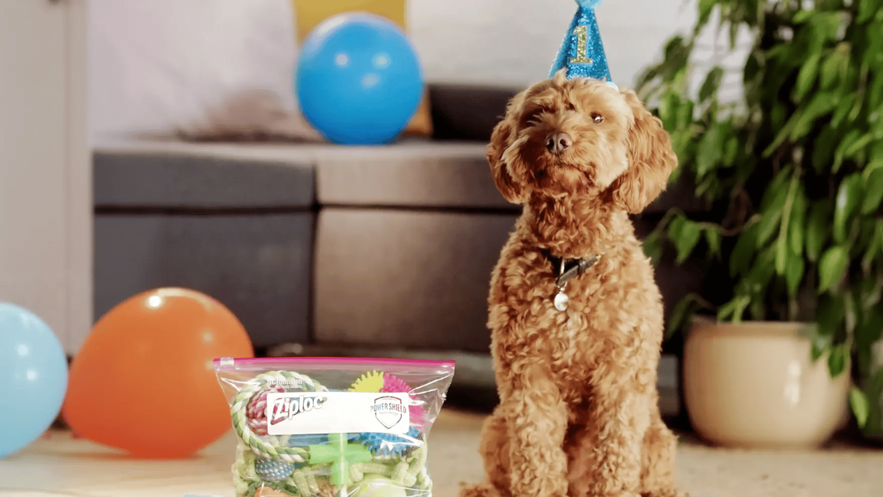 Um cachorro com um chapéu de aniversário ao lado de um saco Ziploc cheio de brinquedos para roer